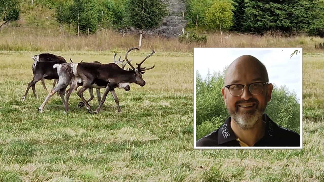 Professor Magnus Hagevi granskar Demoskops undersökning om renskötsel